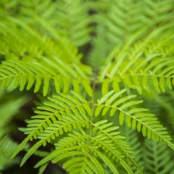 2022 May 22 Fern01