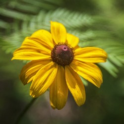 2022 May 29 BlackeyedSusan01
