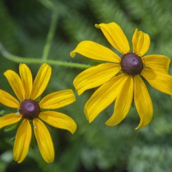 2022 May 29 BlackeyedSusan02