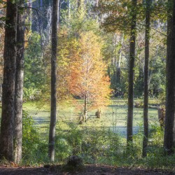 2022 Oct 18 CypressInSwamp01
