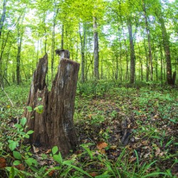 2022 Sept 18 ForestScene01