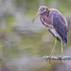 2022 Sept 27 TricoloredHeron01