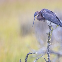 2022 Sept 27 TricoloredHeron02