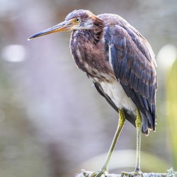 2022 Sept 27 TricoloredHeron03