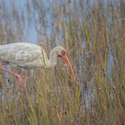 2022 Sept 27 WhiteIbis01