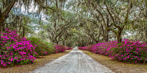 IMG 4605 Edit Azaleas and Spanish Moss