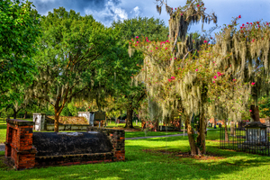 IMG 6199 Edit Crape Myrtle in Colonial Park C