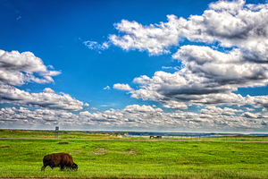 MG 4408 Edit American Bison Grazing in North
