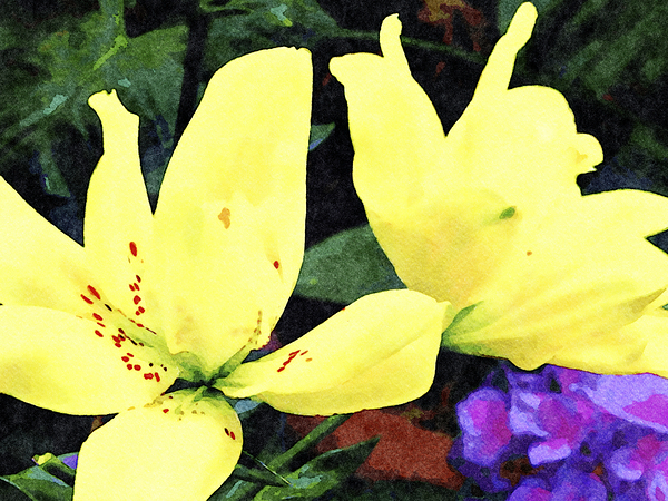 Vibrant yellow lilies in a watercolor style against greenery and yellow blooms Print