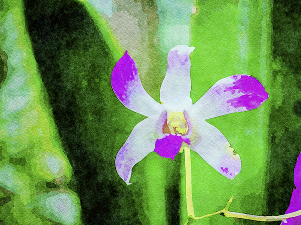 Vibrant watercolor of a purple orchid against a lush green backdrop Print