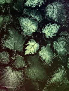 Night Shade of Blue Green