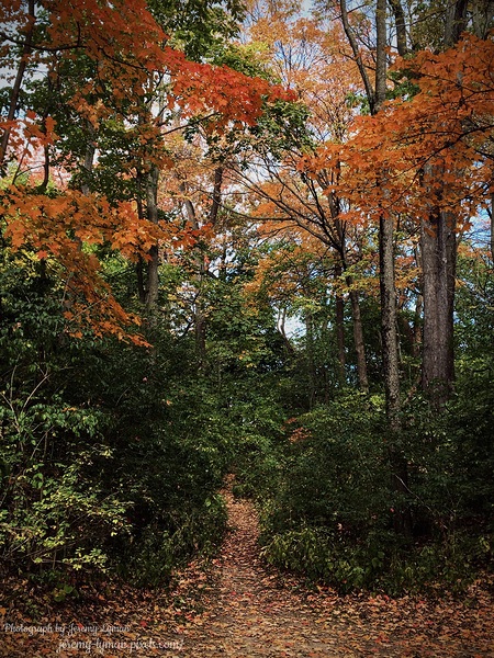 Hidden Trail in Autumn Leaves Print