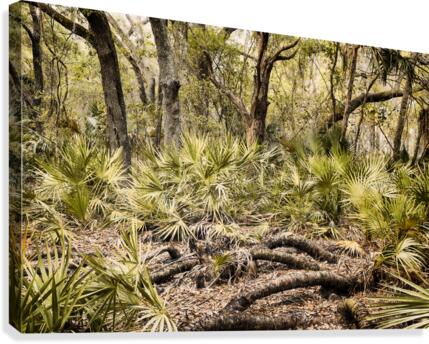 OCA 251 Canvas Print
