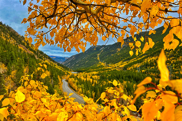Fall Foliage in the Rockies by Nates States