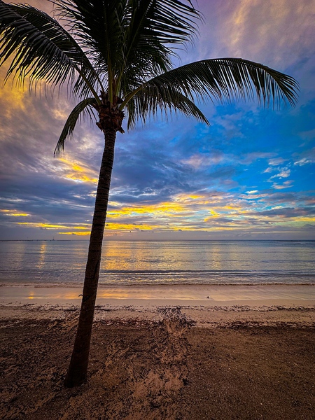 Lone Palm Sunset by Nates States