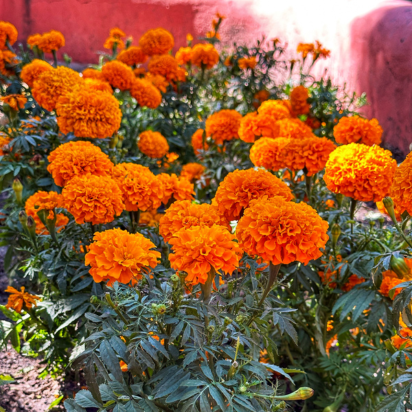 Marigolds by Nates States