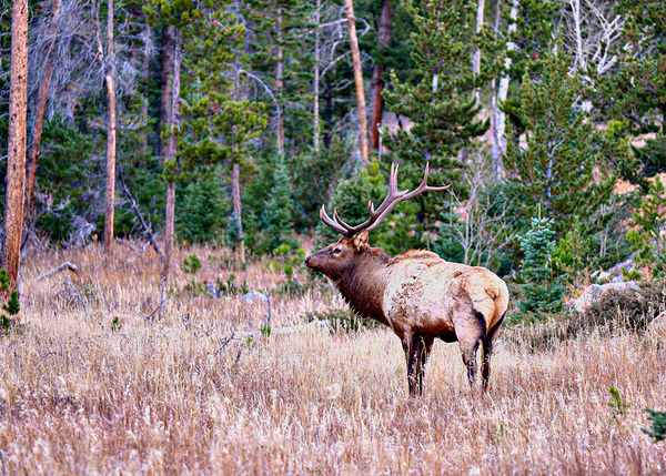 Big Bull Elk by Nates States