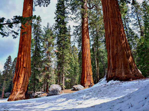 Sequoias by Nates States