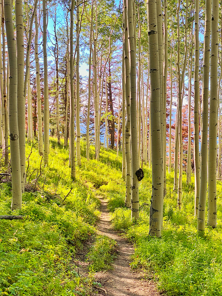 A Walk Amongst Aspens 2 by Nates States