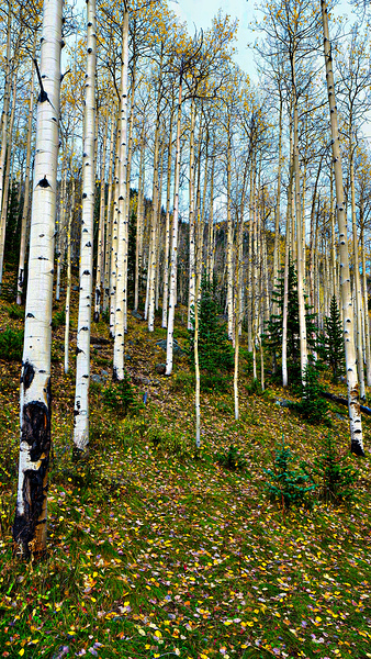 Shedding Aspens by Nates States