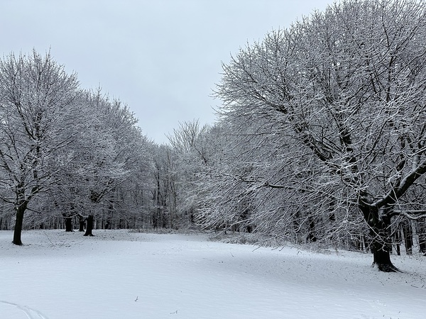 Snowy Trees by Nates States
