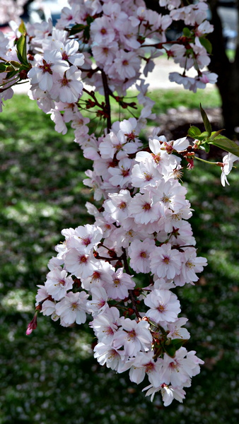 Cherry Blossom by Nates States
