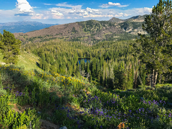 Sawtooth Mountains Wildflowers  by Nates States