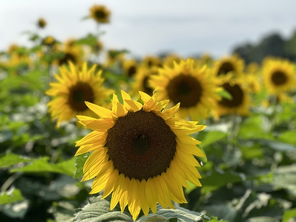 Sunflowers 2 by Nates States