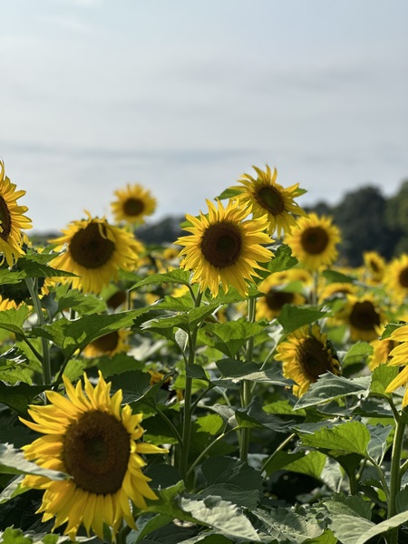 Sunflowers by Nates States
