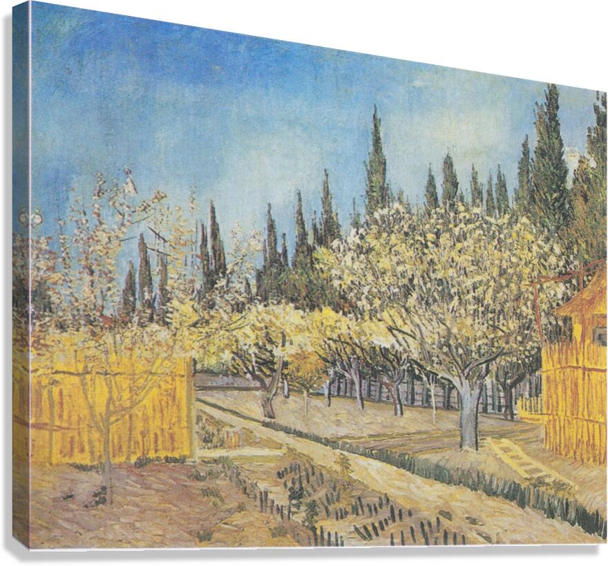 Van Gogh   Blühender Obstgarten von Zypressen um  Canvas Print