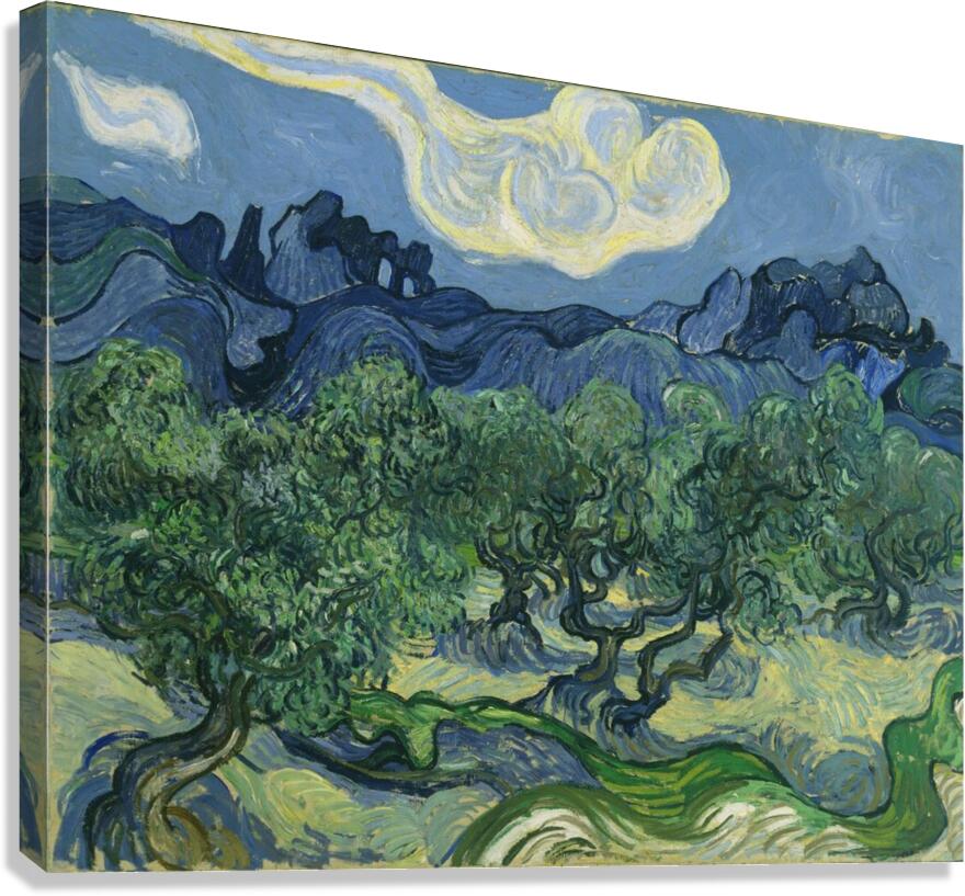 Van Gogh The Olive Trees.  Canvas Print