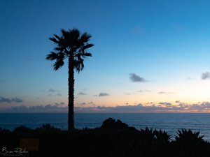 California Dreaming 