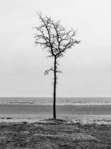 Lone Tree Beach