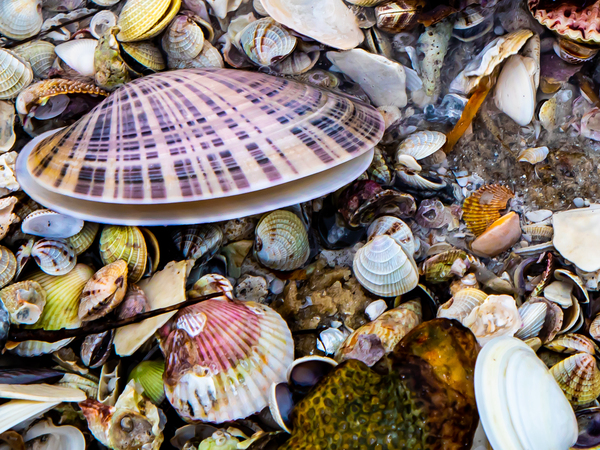 Seaside Seashells Print