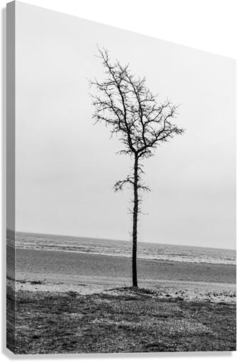 Lone Tree Beach Canvas Print