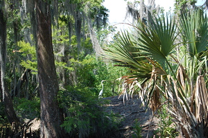 Louisiana decor