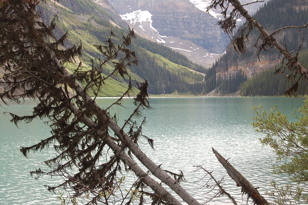 Alberta Print