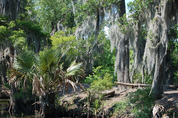 Bayou Print