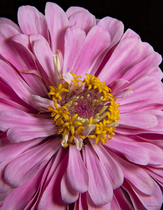 Zinnia1