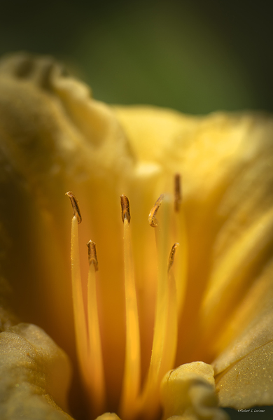 Daffodi227. Print