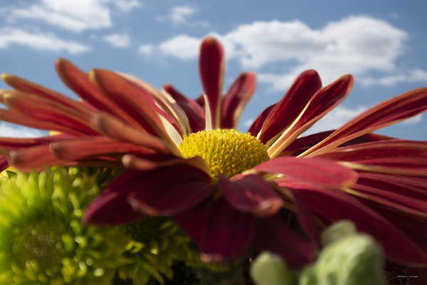 Chrysanthemum Print