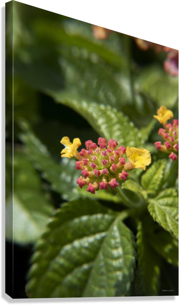 Lantana9EFS Canvas Print
