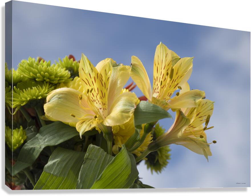 Peruvian Lily Canvas Print