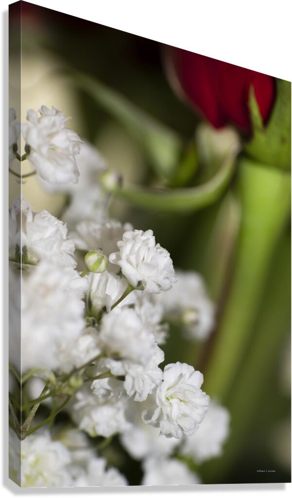 rose Canvas Print
