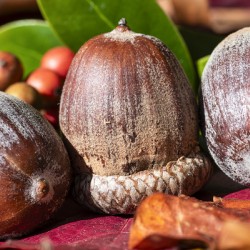 FallAcorns