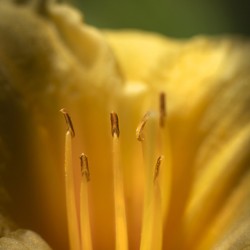 Daffodi227.