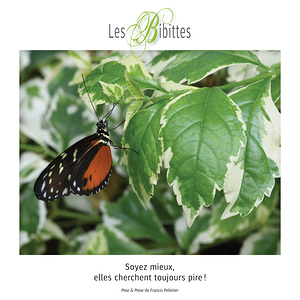 LES BIBITTES 13