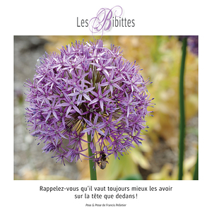LES BIBITTES 7