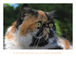 LE PRETENTIEUX