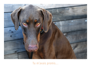 LA PROMESSE